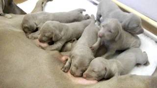 Weimaraner pups 1311 [upl. by Raynor329]