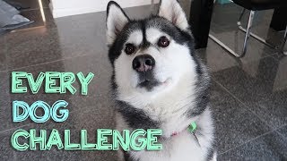 ALL dog challenges with my husky JACK [upl. by Milburr]