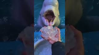 Dolphin eatting 🧊ice shorts ice dolphin cute [upl. by Assener]