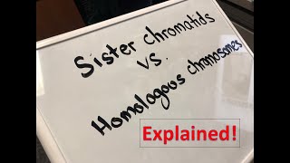 Homologous Chromosomes vs Sister Chromatids Explained [upl. by Ahsiek]