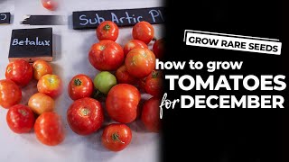 How To Grow Tomatoes For December  Enjoy tomatoes in winter [upl. by Nairadal]