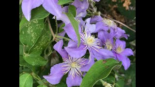 Clématite Clematis Justa Avalanche de fleurs [upl. by Laemsi]