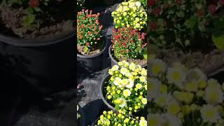 Chrysanthemum chrysanthemum viralvideo wintergarden wintergardening nursery [upl. by Marleen]