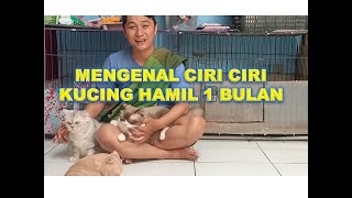 mengenal ciri ciri kucing hamil 1 bulan [upl. by Eseilenna16]