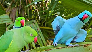 Parrot Funny Moment  Parrot Talking [upl. by Vharat836]