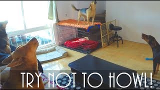 Guaranteed to make your dog howl Try not to howl Challenge [upl. by Galang121]