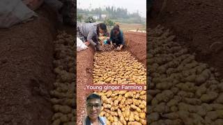 Planting and harvesting ginger root sonlv [upl. by Ieppet514]