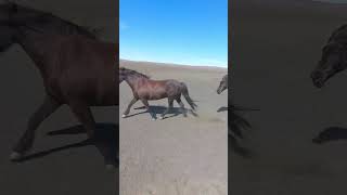 Such Gorgeous Horses In The Wild  🇮🇸 🐴 iceland horses [upl. by Wolfram]