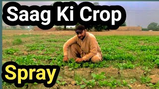 Mary Saag ki Crop amp Spray [upl. by Cutler]