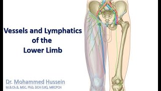 Vessels and Lymphatics of the Lower Limb [upl. by Nnahgiel635]