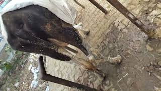 cow treatment done of anaplasma [upl. by Saffren128]