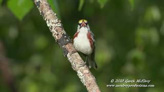 Chestnutsided Warbler  4k [upl. by Mathews]