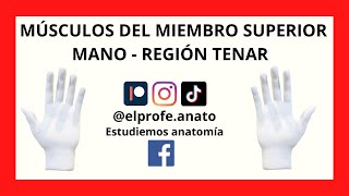 Músculos de la mano región tenaranatomia elprofedeanato medicina fisioterapia enfermeria fyp [upl. by Cummins]