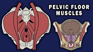 PELVIC FLOOR MUSCLES [upl. by Gagnon977]