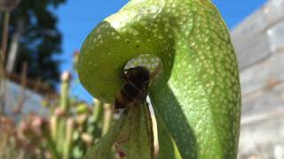 Darlingtonia californica Cobra lily atrapando una avispa velutina [upl. by Sheeran]