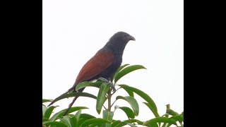 Philippine Coucal Sabukot Calling [upl. by Yusuk]