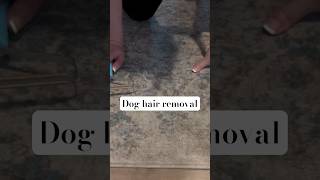 Satisfying dog hair removal on rug doghair cleaning cleanwithme cleaningmotivation [upl. by Chatterjee]