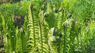 Ostrich ferns fiddleheads the tastiest edible fern Matteucia struthiopteris now called Onoclea [upl. by Josey]