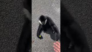 Gibbon monkey Lunch  Come to enjoy grapes 😊🍇🍲 shorts [upl. by Zhang]