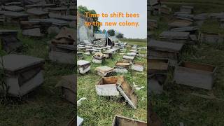 Do you know how Honey bees are introduced to new colonies [upl. by Anifad]