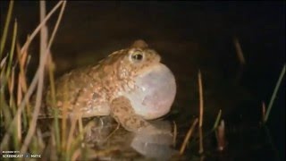 Natterjack Toads on Springwatch 2011 [upl. by Mirak125]