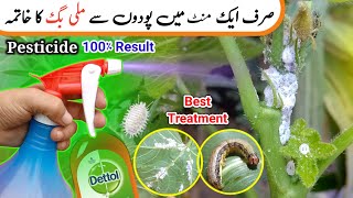 🔴Best easy treatment for mealybugs amp insect  High power pesticide  bahargardening [upl. by Pippas]