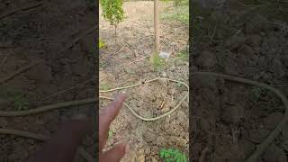 Mini sprinkler for irrigation [upl. by Animor783]