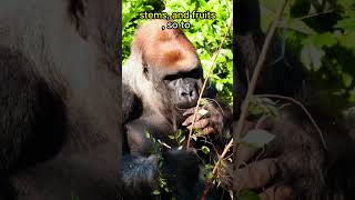 Gorillas Eat 40 LBS Of Plants EACH DAY🦍🦍🦍🌿animals animalfacts shorts [upl. by Leoline185]