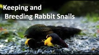 Keeping and Breeding Rabbit Snails [upl. by Aneladgam17]