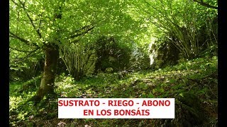 RELACIÓN ENTRE SUSTRATO RIEGO Y ABONO EN BONSÁI ֍ CURSO BÁSICO DE BONSÁI ✅ [upl. by Nnaeitak566]