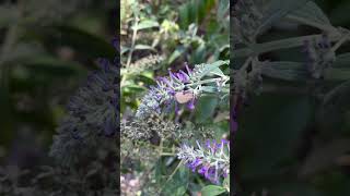 I found one A Redbanded Hairstreak 🫢 garden gardening pollinators butterfly summer2024 [upl. by Mandi465]