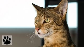 Породы кошек  Ашера Ashera Cat Breed [upl. by Porche]