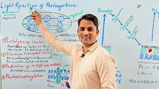 Light reaction of photosynthesisBioenergetics Photophosphorylation  Hindi Urdu  ProSuresh Kumar [upl. by Alleunam]