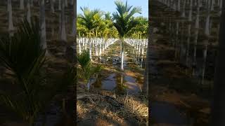 Watering Arecanut plantation  Arecanut  Betelnut betelnut adike arecanut plantation [upl. by Kablesh794]