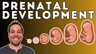 Prenatal Development  From Conception to Birth  Germinal Stage Embryonic Stage Fetal Stage [upl. by Bridgid]