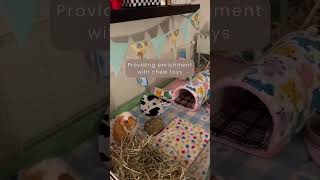 Guinea Pig Popcorning The Ultimate Guide to Happiness Watch How to Make Guineas Pig Jump for Joy [upl. by Polky]