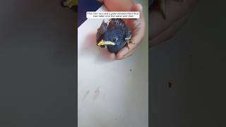 This man rescued a poor newborn bird that had fallen into the water and then animalshorts [upl. by Arocat]