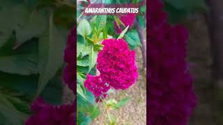 Amaranthus caudatus 🌱🌱🌱🌎🇬🇹agricultura flowers vivero gardenflower flores [upl. by Jo Ann]