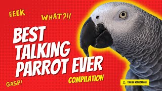 Best Talking Parrot Compilation  Gizmo the Grey Bird [upl. by Brogle]