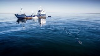 Costa  OCEARCH Tagging Miss Costa Shark [upl. by Friend649]