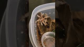 Our New Rose Hair Tarantula petspider tarantula giantspider spider [upl. by Melantha412]