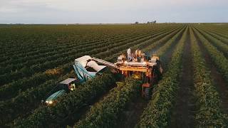 Behind the Night Wine Grape Harvest [upl. by Arak]