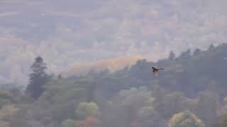 Hen Harrier Roost [upl. by Dyche]