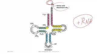 Molecular Biology 9 Translation definition and steps protein synthesis شرح مبسط تصنيع البروتينات [upl. by Remo]