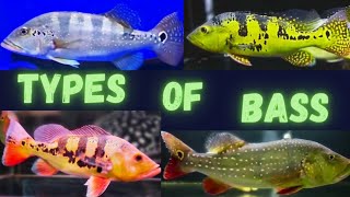 Types Of Bass Fish  Large Mouth Bass  Peacock bass  Azul Peacock bass  Temensis  Kelberi [upl. by Kary]