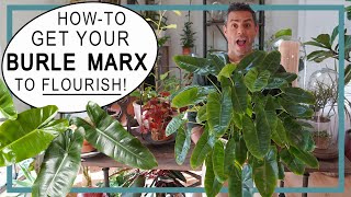 Houseplant Trends 2022 HowTo Get Your Philodendron Burle Marx To FLOURISH with New Growth [upl. by Yltneb]