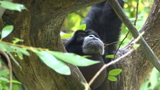 Siamang quotHowler Monkeyquot Howling [upl. by Nyrmak]