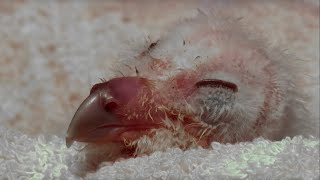 Cute Owl Chick Hatches  Super Powered Owls  BBC Earth [upl. by Ttesil748]