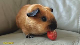 Guinea pig Caramel feeding with tomato [upl. by Ofelia]