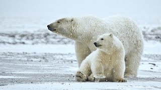 Doku HD Spitzbergen  EisbärenFans auf Polarkreuzfahrt [upl. by Suivatnom]